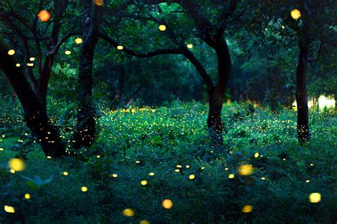 Where the Fireflies Dance: A Nocturnal Journey into the Realm of Insect Magic